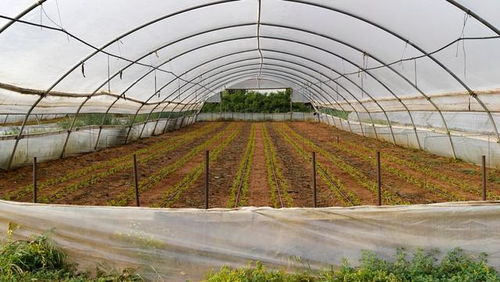 低成本高回報(bào) 農(nóng)作物種子經(jīng)營，年賺六萬不是夢(mèng)