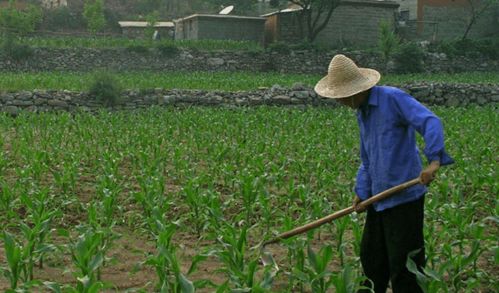 河北三權分置土地改革新動向 農民有望成為集體資產股東，助力農作物種子經營發(fā)展