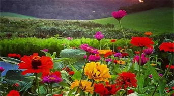 每周營業(yè)兩天，專注精品種子——這個農莊讓人流連忘返