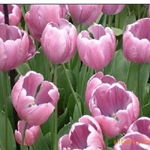 沭陽縣新河鎮(zhèn)綠友花卉園藝場 一站式農(nóng)作物種子經(jīng)營服務(wù)，百合、女貞、獼猴桃種子精選供應(yīng)